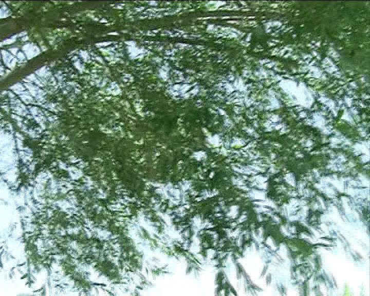 وزش بادشدید در زنجان