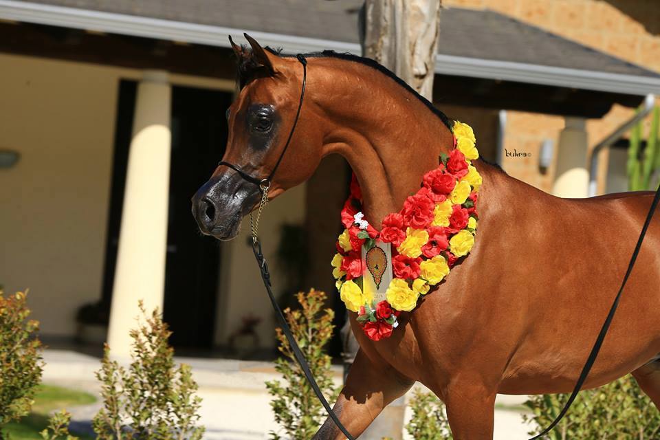 جشنواره زیبایی اسب‌های اصیل ترکمن در زرقان