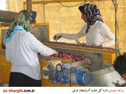 تدارک فرآوری پیاز در جنوب استان