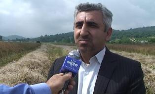 آغاز برداشت کلزا در بابل