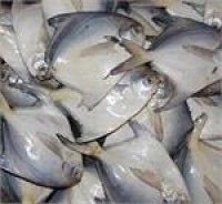ممنوعیت صید ماهی حلوای سفید در آبهای خوزستان و بوشهر