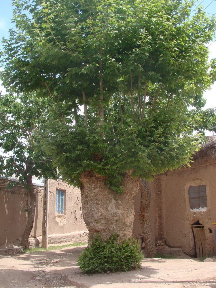 ثبت ملی چنار چرمه سرایان