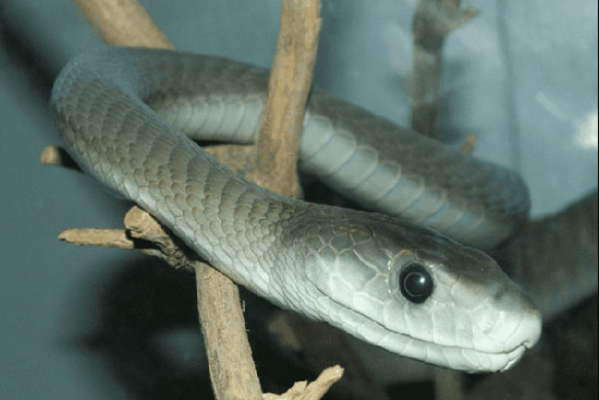 خطرناک‌ترین موجودات کره زمین (2)