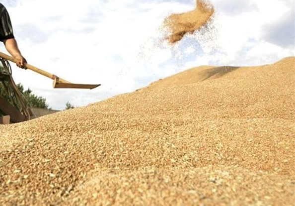 ایران یکی از کشورهای مطرح در زمینه صدور گندم