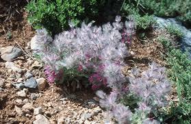 مشارکت 9 هزار نفری مردم در کشت گیاهان دارویی مشارکت 9 هزار نفری مردم در کشت گیاهان دارویی