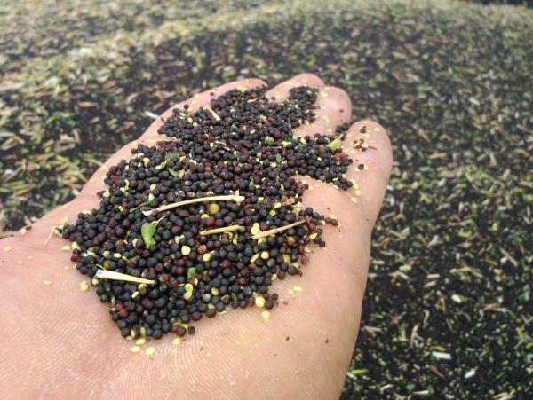 آغاز برداشت کلزا در خنج