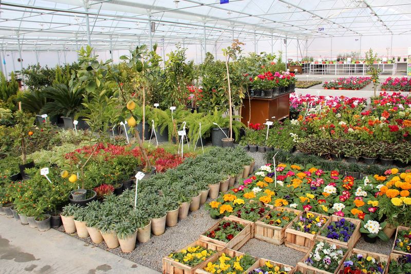 تولید500  هزار شاخه گل و گیاه زینتی در سبزوار
