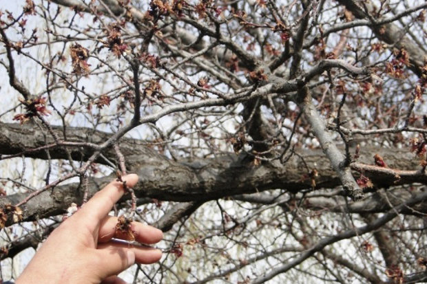 خسارت ۶ هزار میلیارد تومانی سرما به زیربخش باغبانی