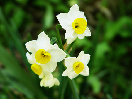 ساماندهی و تقویت تولید گیاهان زینتی بومی با اولویت گل نرگس