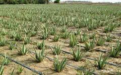 اجرای طرح پایلوت کشت موسیر درشهرستان کوهرنگ