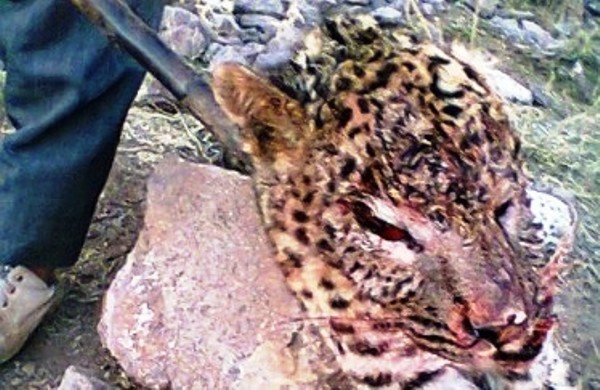 مرگ تدریجی یک رویا / نه / مرگ تدریجی پلنگ ایرانی