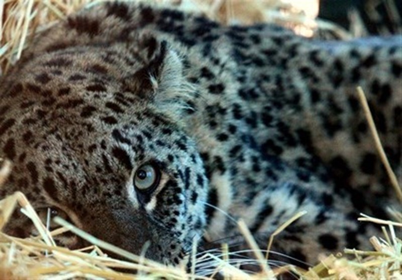 مرگ تدریجی یک رویا / نه / مرگ تدریجی پلنگ ایرانی