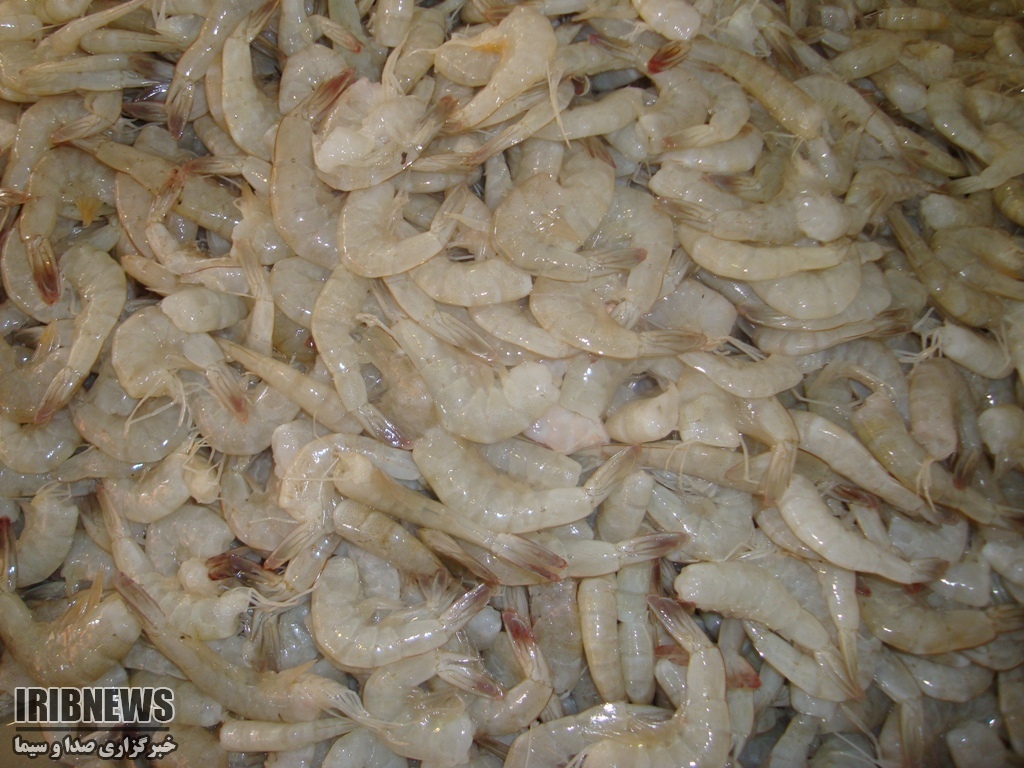 برداشت یک هزار تن میگو