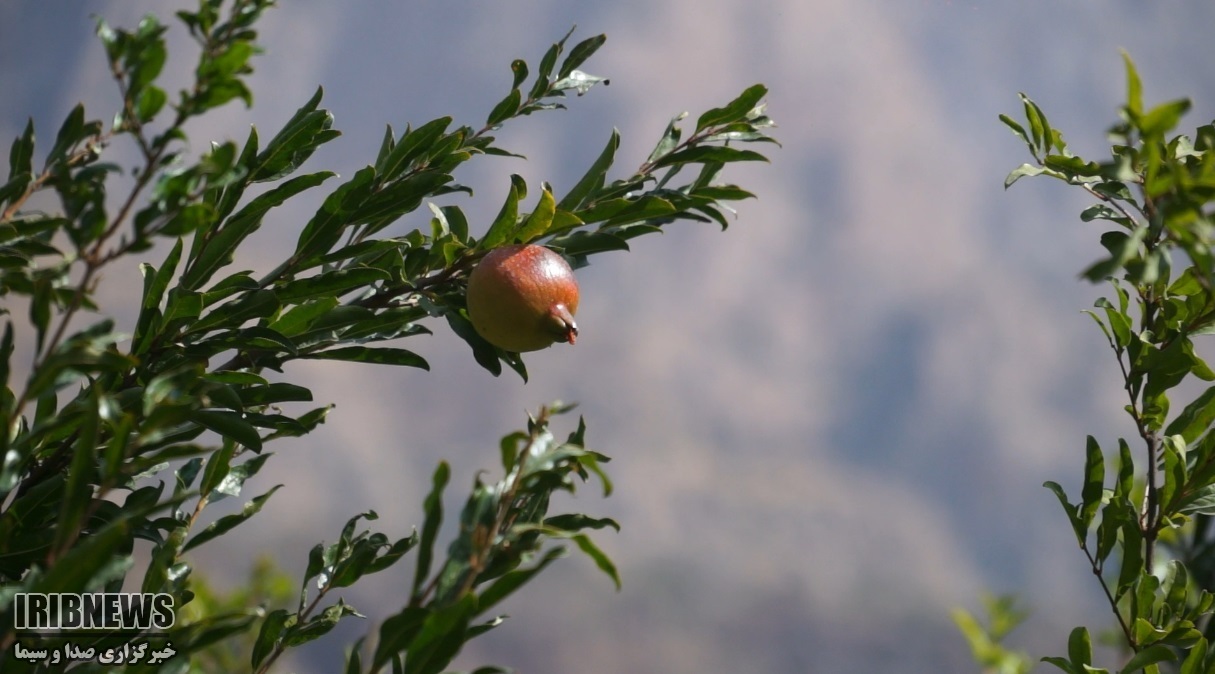 فصل انار در هورامان