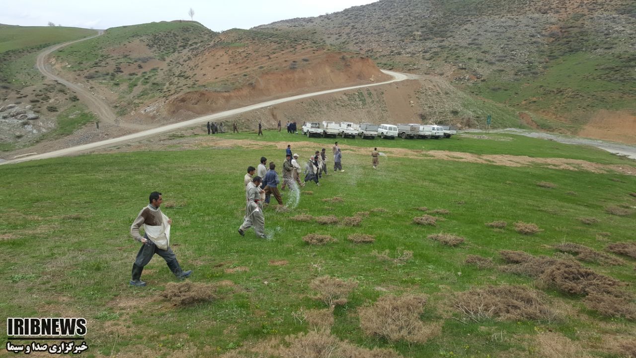 آغاز کودپاشی در بیش ازیکهزارهکتار ازمراتع مهاباد آغاز کودپاشی در بیش ازیکهزارهکتار ازمراتع مهاباد