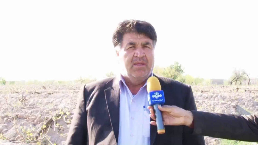 سرما به جان تاکستان های ملکان