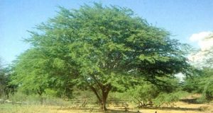 مهاجم بیعار مهاجم بیعار