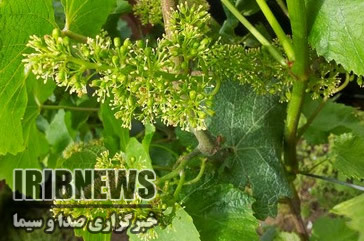 هشدار جهاد کشاورزی مهاباد درخصوص آفت نسل دوم کرم خوشه خوار انگور