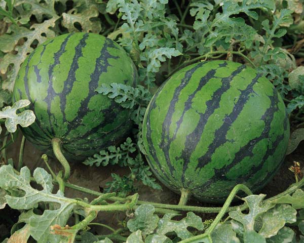 برداشت هندوانه دیم از مزارع کازرون