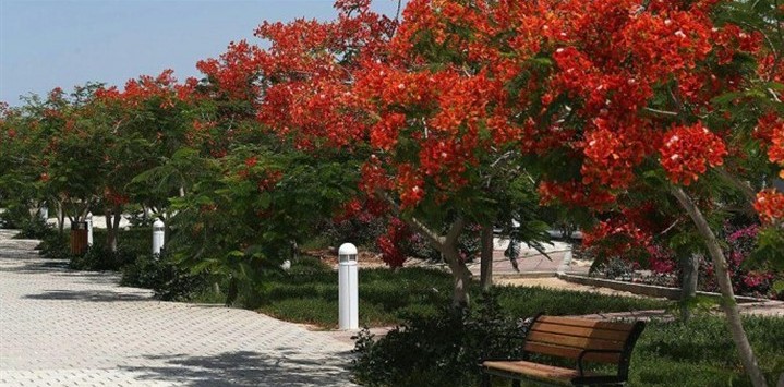 ممنوعیت هرس و قطع درختان ممنوعیت هرس و قطع درختان