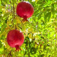 میوه بهشتی در قلب کویر مرکزی