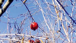 میوه بهشتی در قلب کویر مرکزی