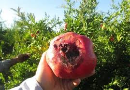 میوه بهشتی در قلب کویر مرکزی