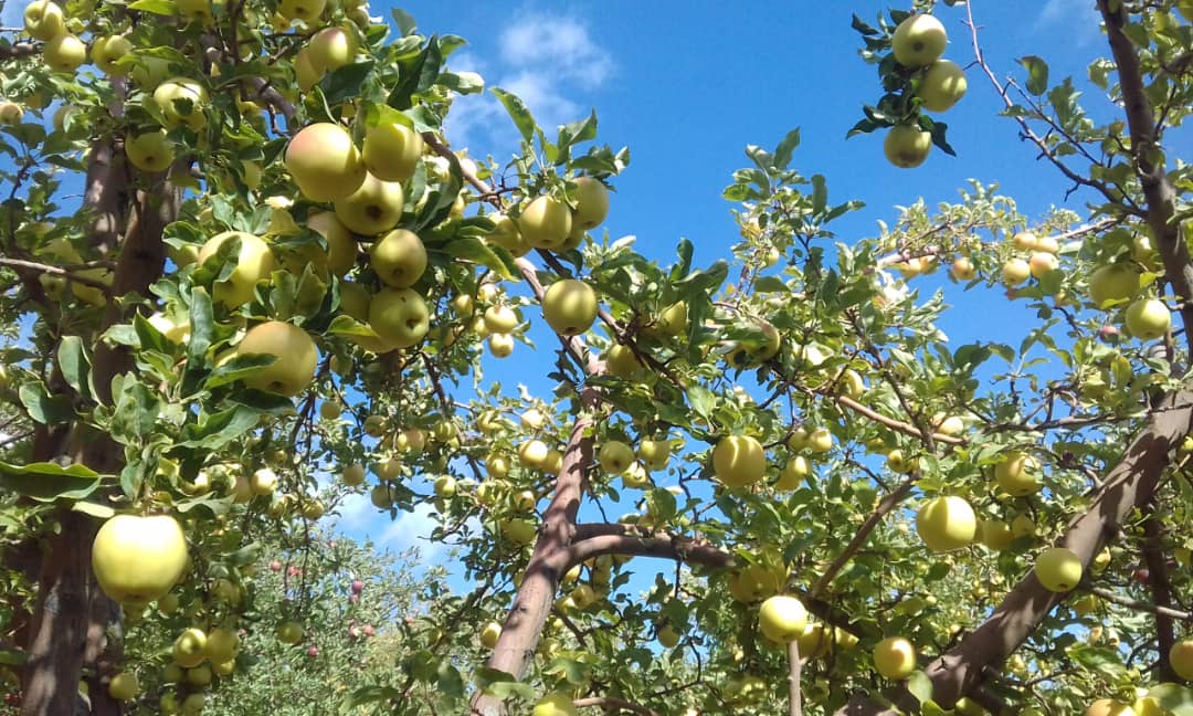 برداشت سیب در بوانات برداشت سیب در بوانات