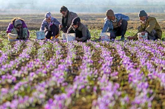 واریز شدن پول زعفران کاران خراسانی