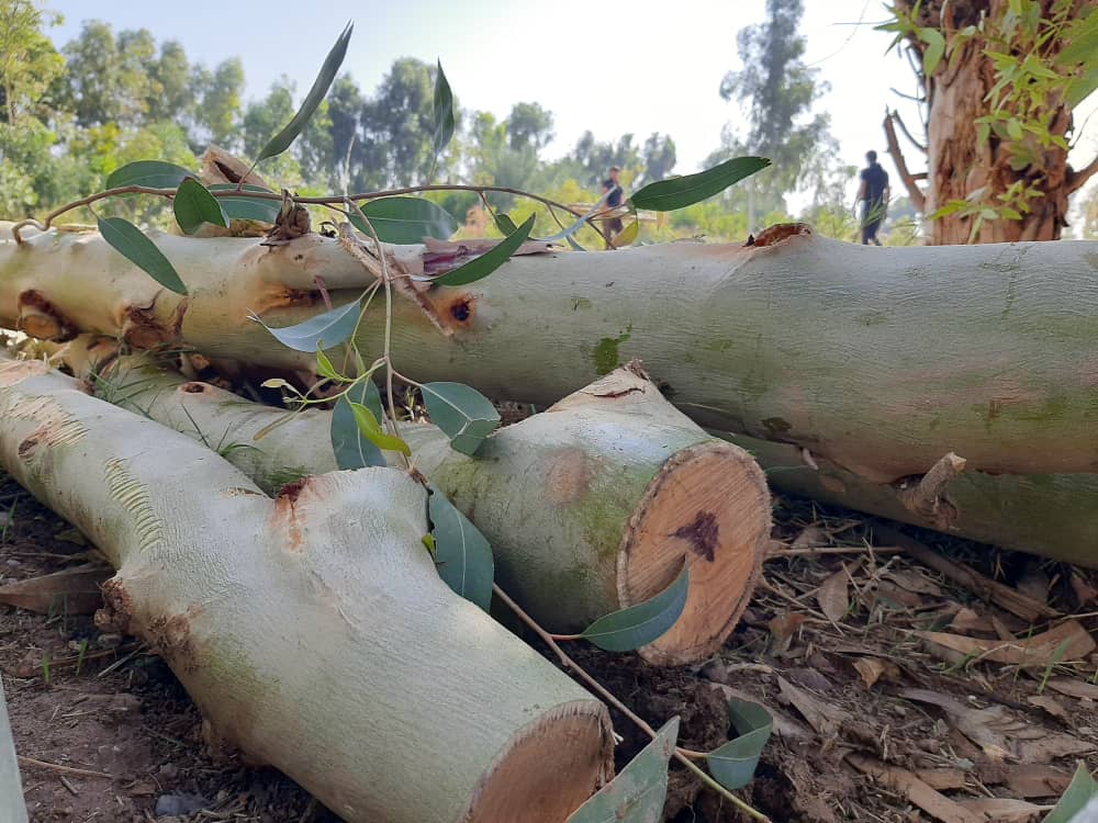 آینده سبز اقتصاد ایران با زراعت چوب