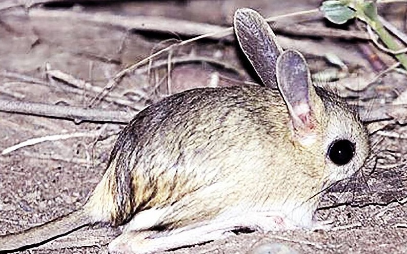 حیات وحش بومی ایران را بشناسید