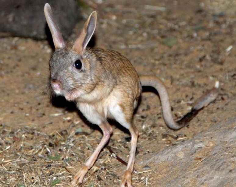 حیات وحش بومی ایران را بشناسید