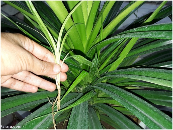 پاندانوس، یکی از گیاهان آپارتمانی مقاوم