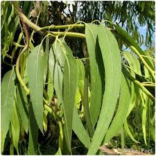 معجزه گیاه اکالیپتوس معجزه گیاه اکالیپتوس