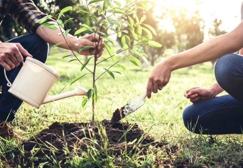 کاشت ۳۰۰ اصله نهال در بوستان نفس ملایر