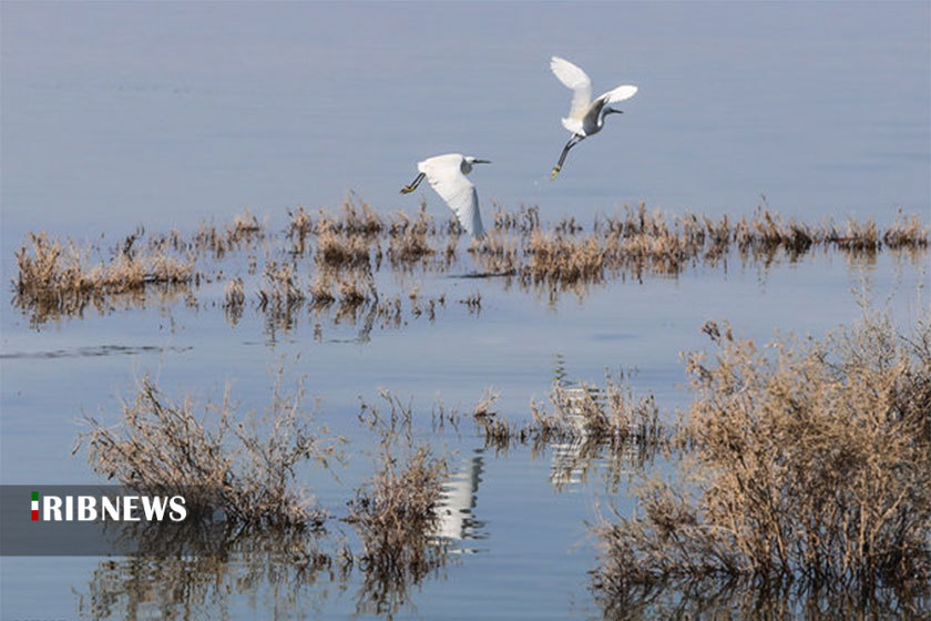 دوران طلایی تالاب های استان همدان
