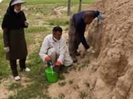 مبارزه با جوندگان موذی در فسا