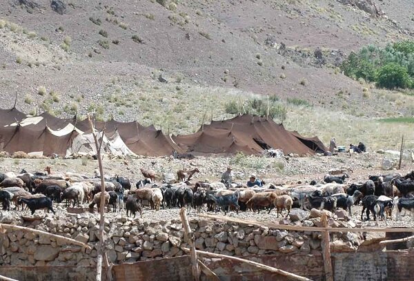 آغاز کوچ بهاره عشایر استان با یک ماه ونیم تاخیر آغاز کوچ بهاره عشایر استان با یک ماه ونیم تاخیر