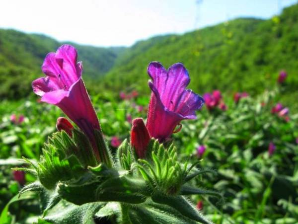 آغاز برداشت گل گاو زبان درالموت غربی