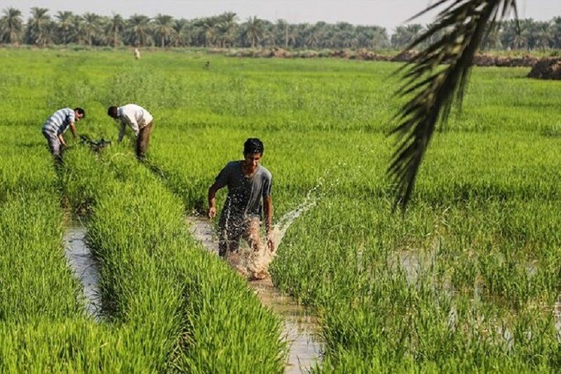 کشاورزی شادگان در گرو تامین آب