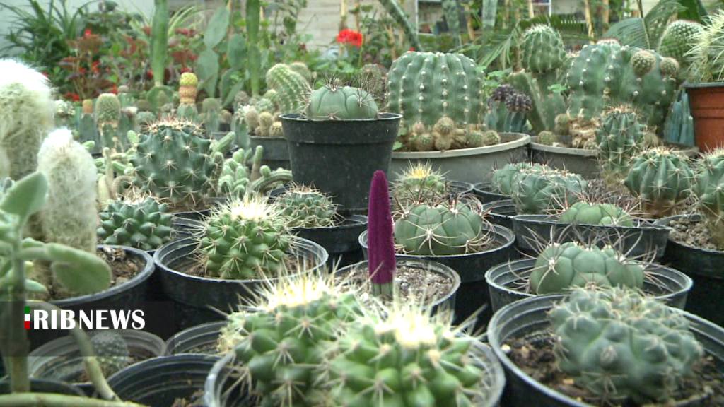 پرورش گل و گیاه زینتی تولید بانوی کارآفرین اردبیلی