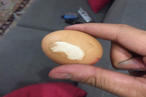 اندر احوالات تخم مرغ در فضای مجازی اندر احوالات تخم مرغ در فضای مجازی