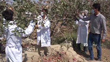 کاهش 60درصدی تولید پسته در زرند کاهش 60درصدی تولید پسته در زرند