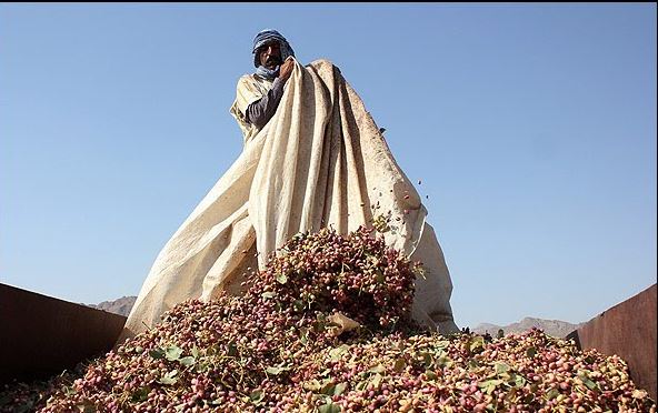 ترمینالی که پسته&zwnj;ها می&zwnj;خواهند...