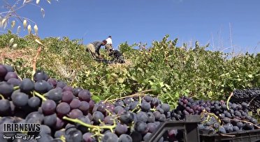 پیشبینی برداشت۱۴۷ هزار تن انگور سیاه در کردستان پیشبینی برداشت۱۴۷ هزار تن انگور سیاه در کردستان