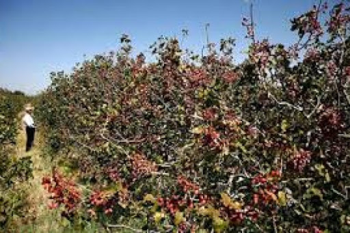 تولید بیش از ۱۶ هزارتن پسته در سیرجان تولید بیش از ۱۶ هزارتن پسته در سیرجان