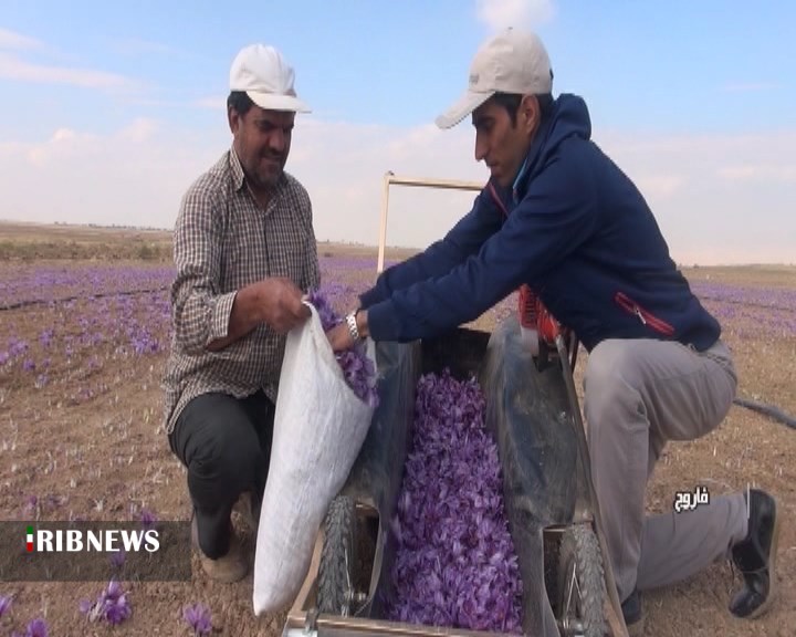 گزارش مکتوب...خراسان، خاستگاه طلای سرخ گزارش مکتوب...خراسان، خاستگاه طلای سرخ