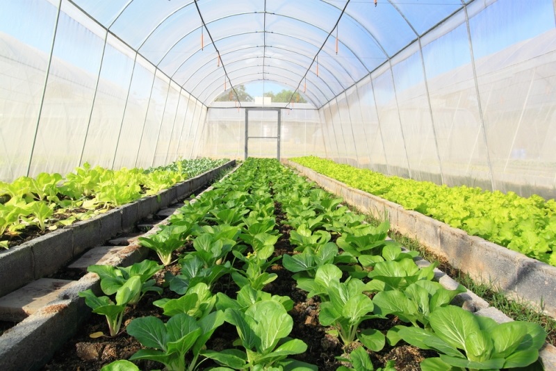 توسعه گلخانههای خوزستان برای افزایش تولید محصول توسعه گلخانههای خوزستان برای افزایش تولید محصول