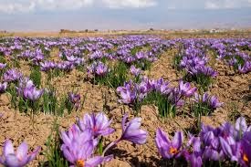 افزایش ۳.۵ درصدی تولید زعفران در خراسان جنوبی افزایش ۳.۵ درصدی تولید زعفران در خراسان جنوبی