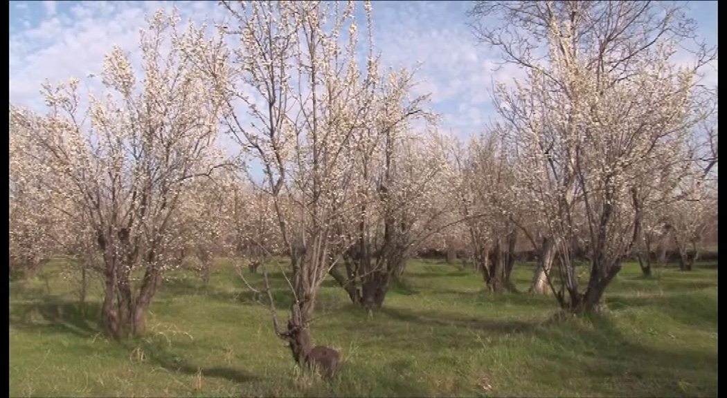 خسارت سرما به اراضی کشاورزی مراغه